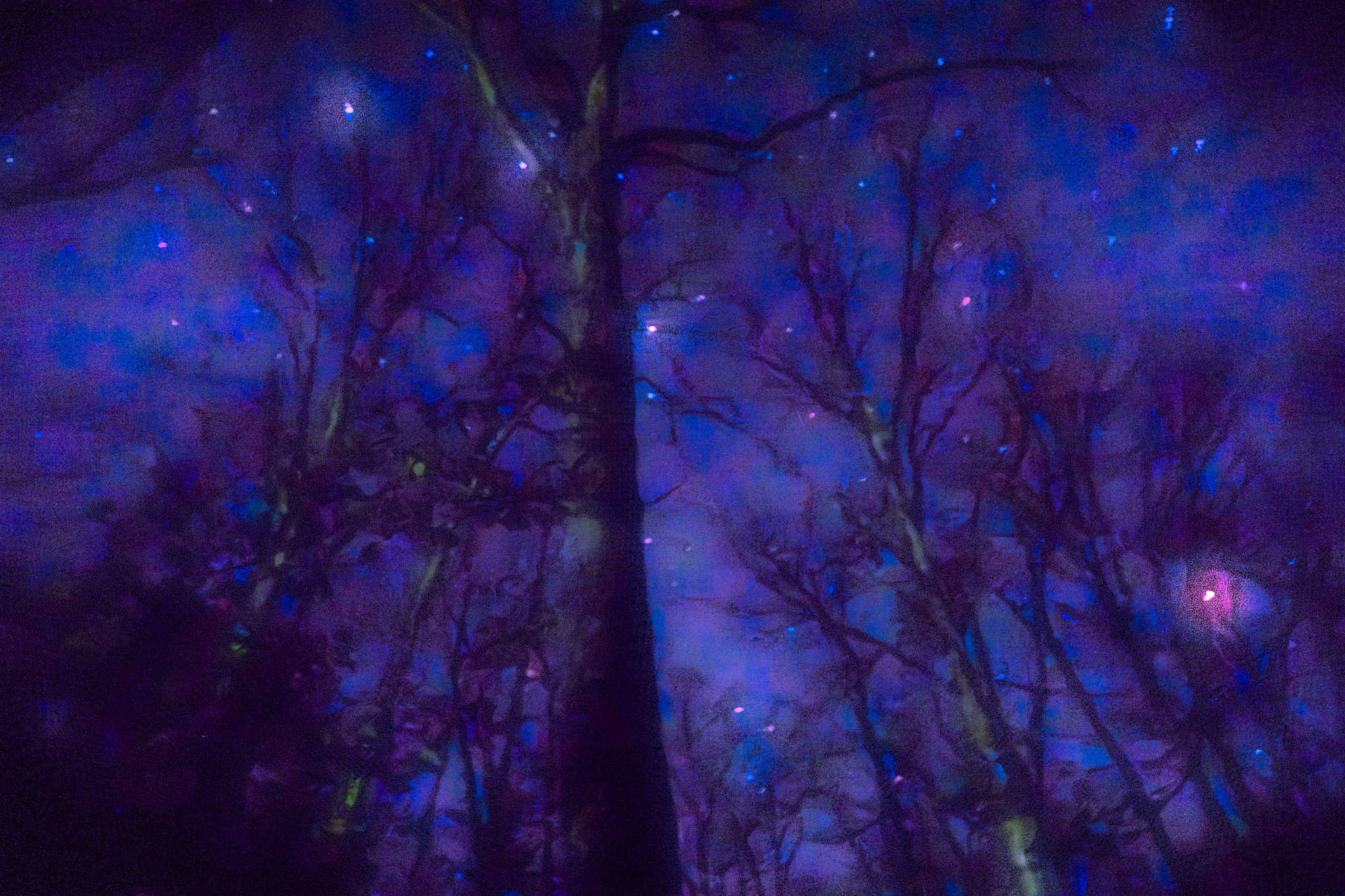 Night Sky over Neenah, Wisconsin